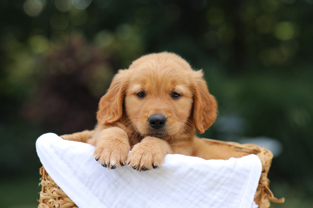 Valerie Image of Valerie, a Golden Retriever puppy