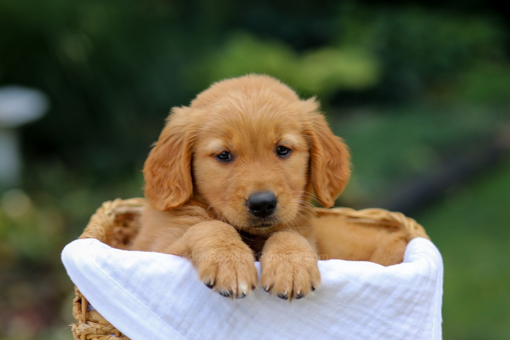 Valerie Image of Valerie, a Golden Retriever puppy
