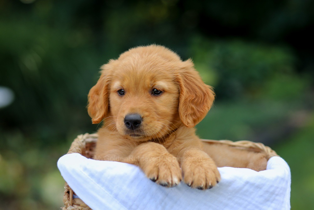 Valerie Image of Valerie, a Golden Retriever puppy