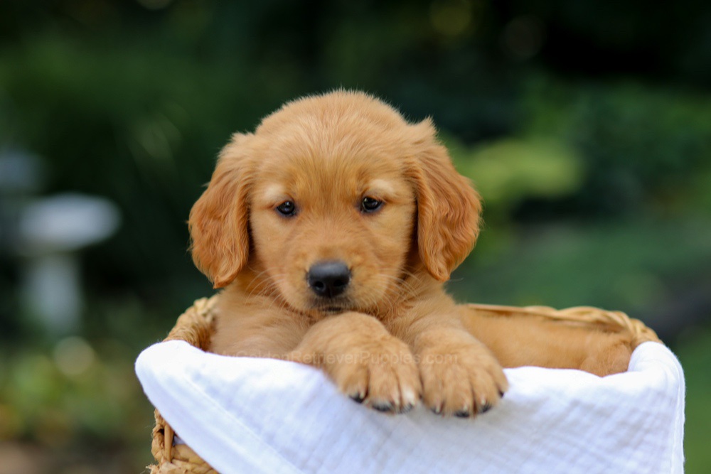 Valerie Image of Valerie, a Golden Retriever puppy