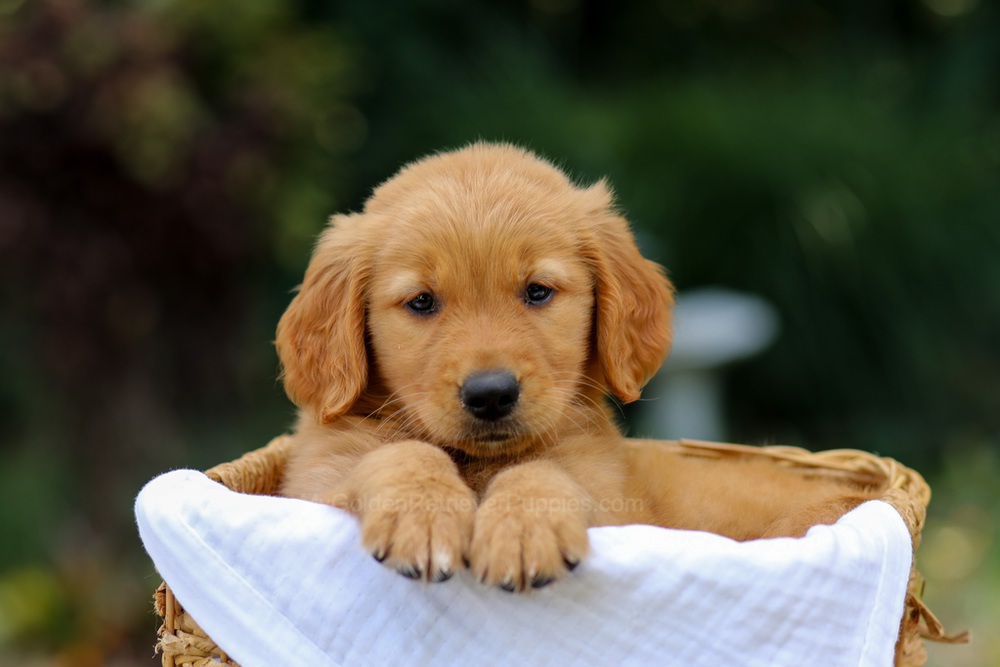 Valerie Image of Valerie, a Golden Retriever puppy