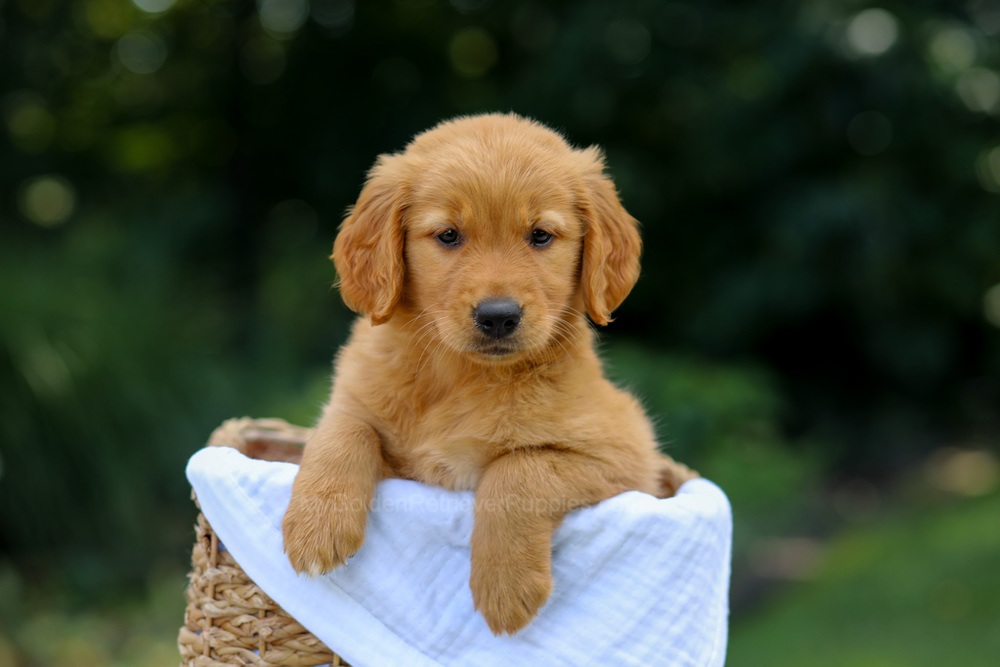 Valerie Image of Valerie, a Golden Retriever puppy