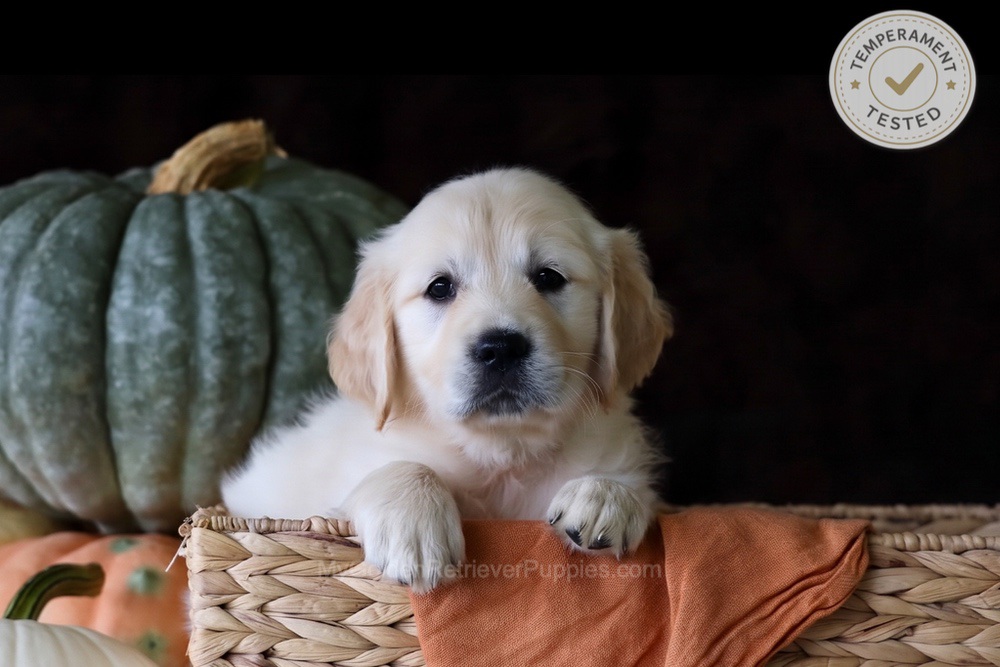 Brownie Image of Brownie, a Golden Retriever puppy