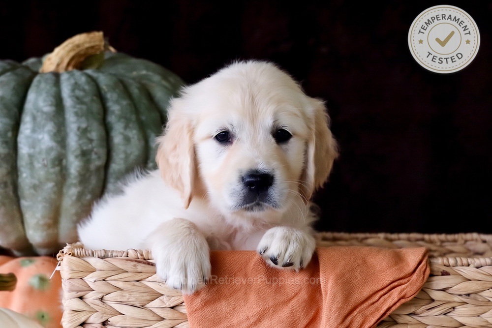 Brownie Image of Brownie, a Golden Retriever puppy