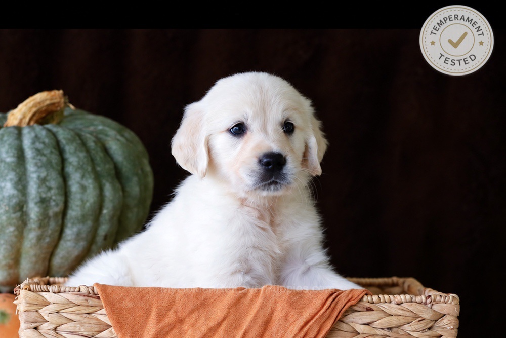 Cookie Image of Cookie, a Golden Retriever puppy