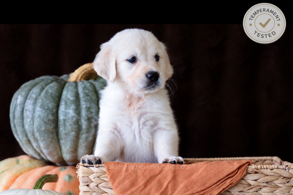 Cookie Image of Cookie, a Golden Retriever puppy