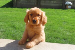 Erika Image of Erika, a Golden Retriever puppy