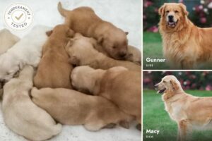 Image of Gunner ❤️ Macy - Nov 7, a Golden Retriever puppy