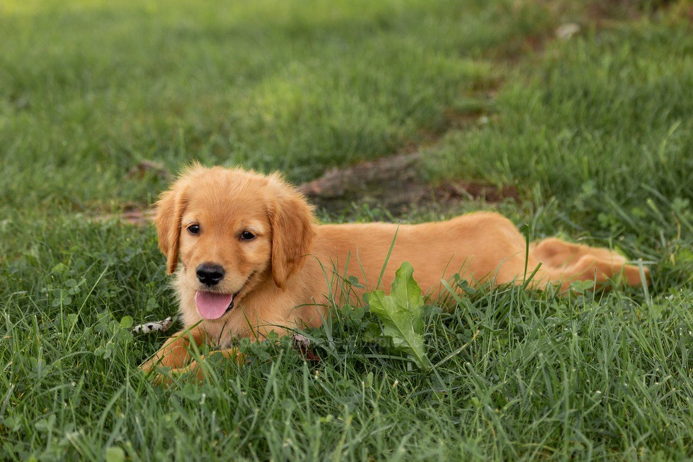 Oliver Image of Oliver, a Golden Retriever puppy
