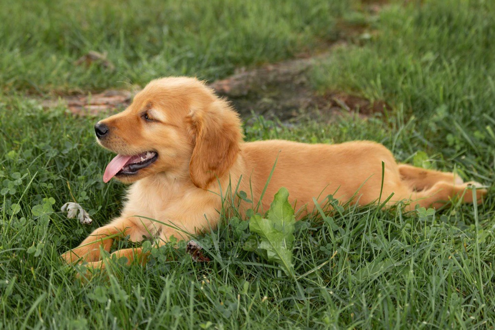 Oliver Image of Oliver, a Golden Retriever puppy