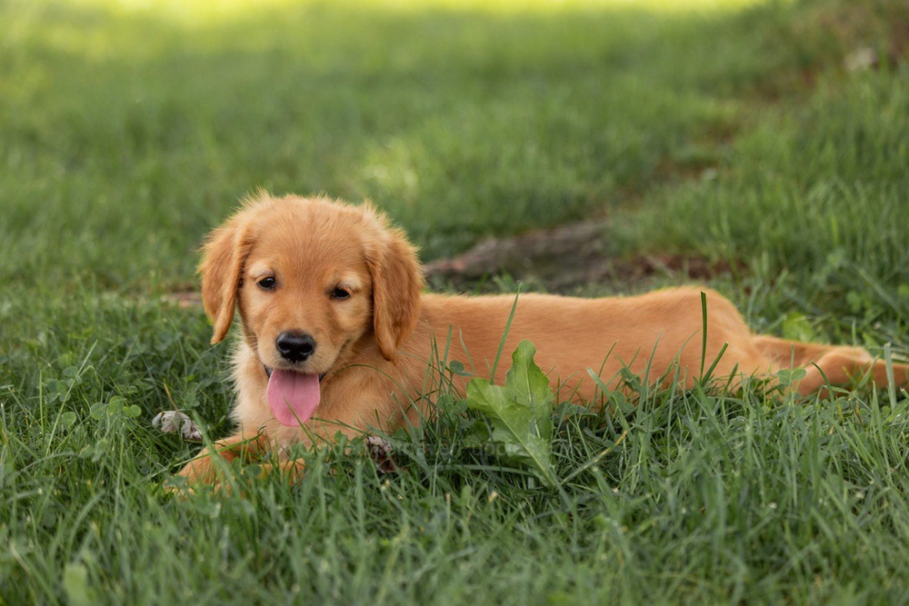 Oliver Image of Oliver, a Golden Retriever puppy