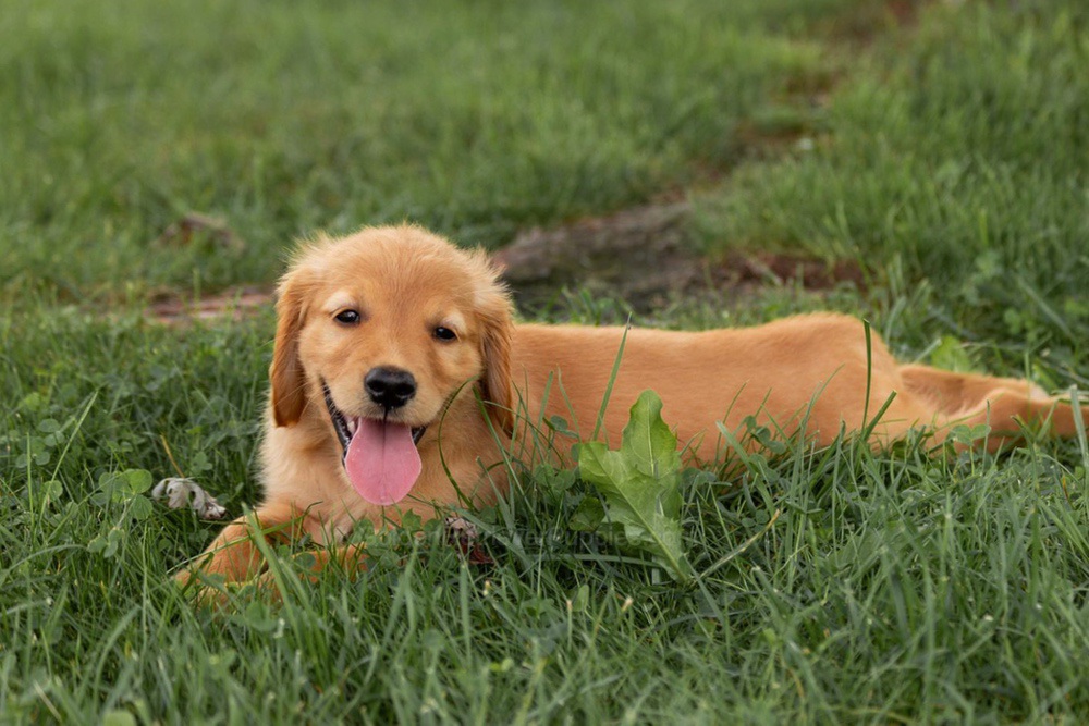 Oliver Image of Oliver, a Golden Retriever puppy