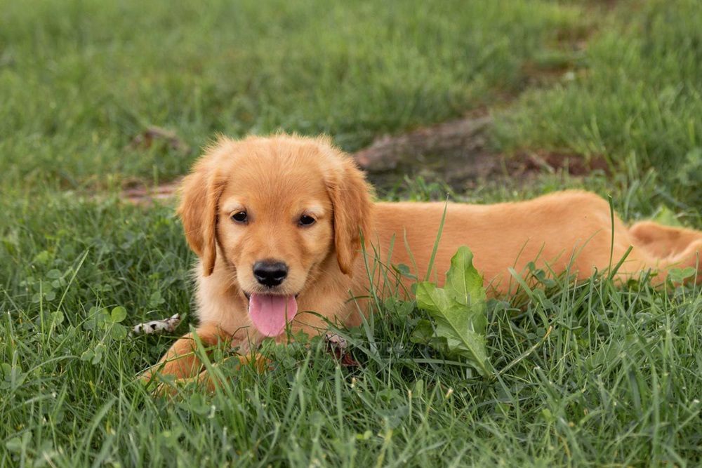 Oliver Image of Oliver, a Golden Retriever puppy