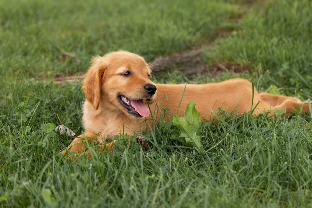 Oliver Image of Oliver, a Golden Retriever puppy