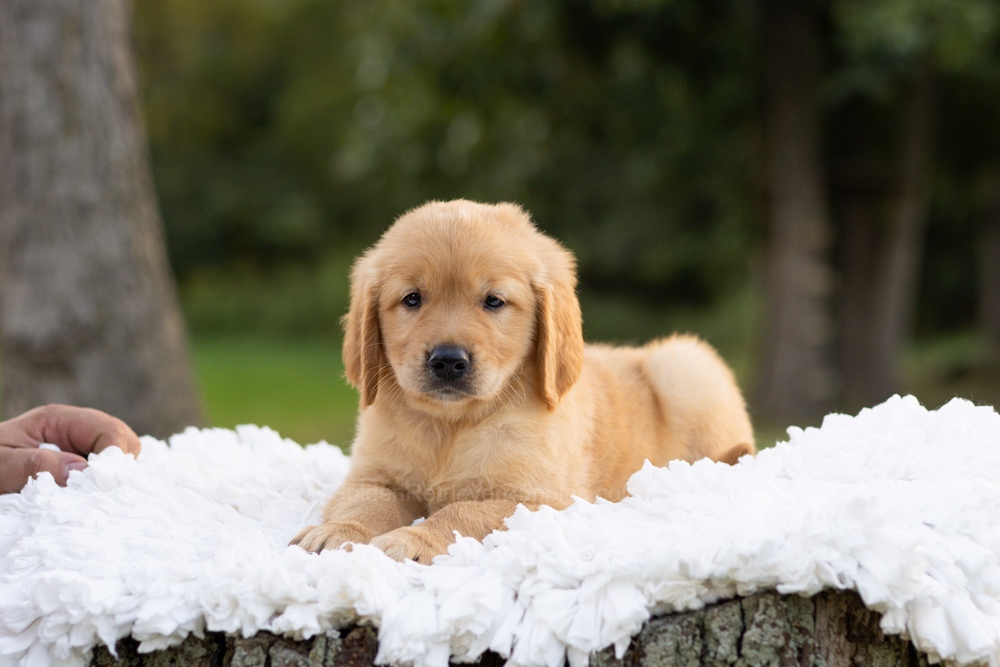 Peter Image of Peter, a Golden Retriever puppy