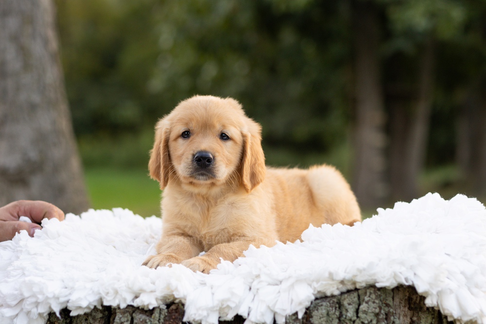 Peter Image of Peter, a Golden Retriever puppy