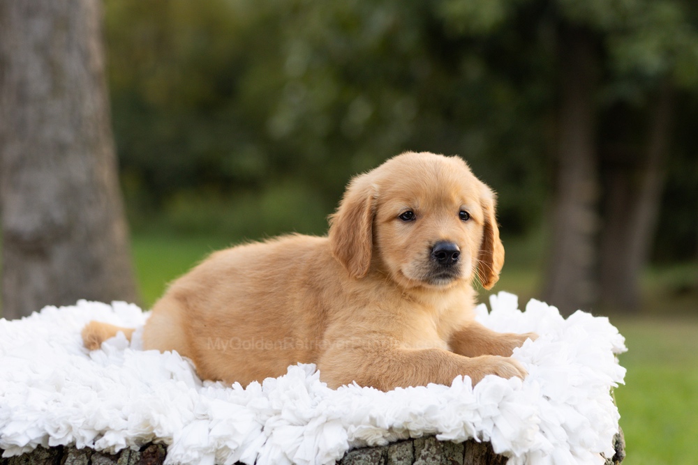 Peter Image of Peter, a Golden Retriever puppy