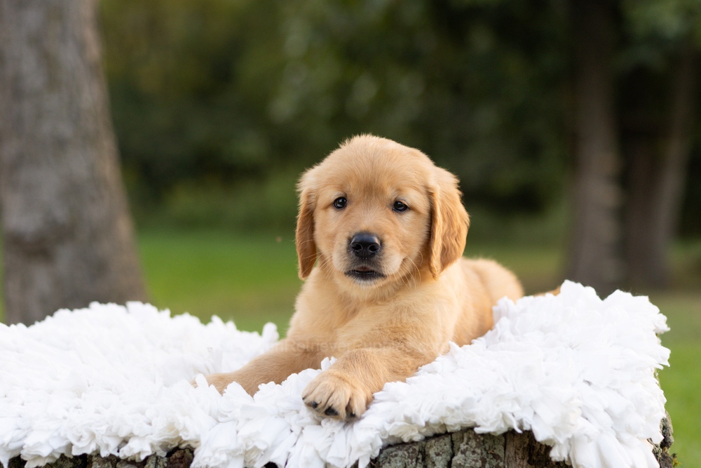 Peter Image of Peter, a Golden Retriever puppy