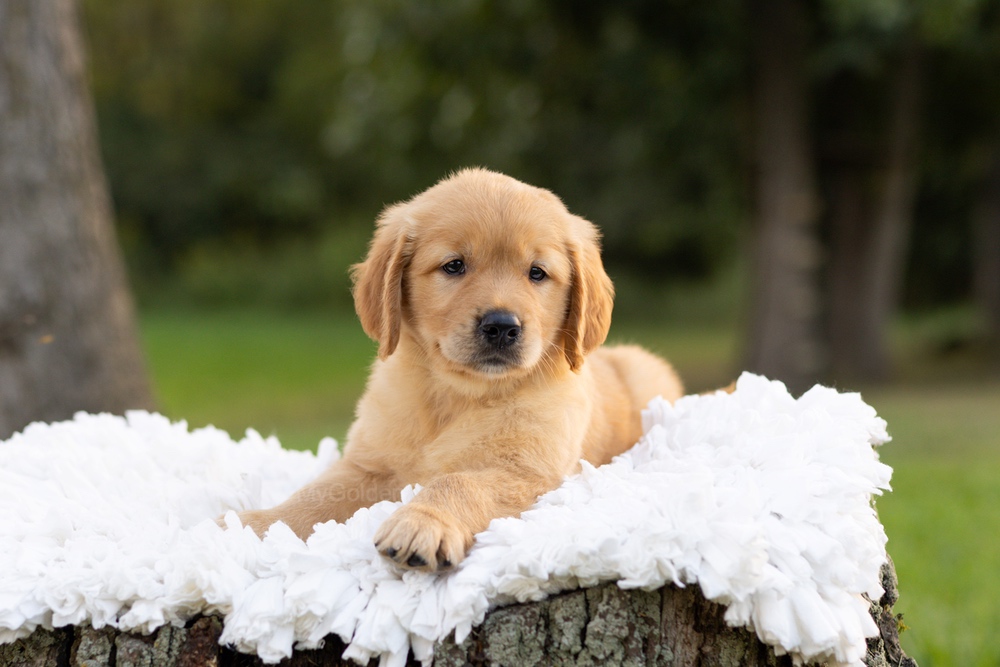 Peter Image of Peter, a Golden Retriever puppy