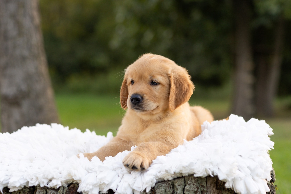Peter Image of Peter, a Golden Retriever puppy