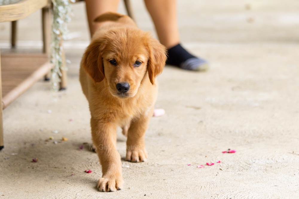Pippi Image of Pippi, a Golden Retriever puppy