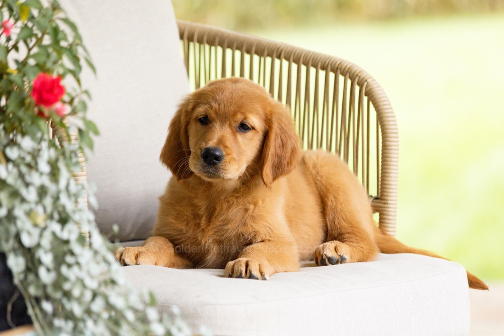 Pippi Image of Pippi, a Golden Retriever puppy