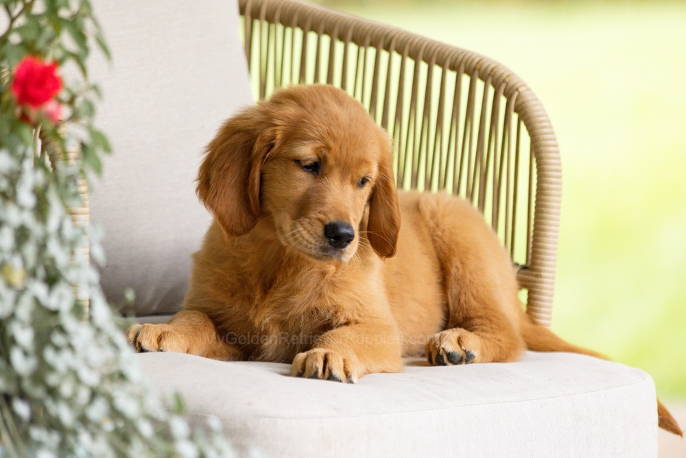 Pippi Image of Pippi, a Golden Retriever puppy