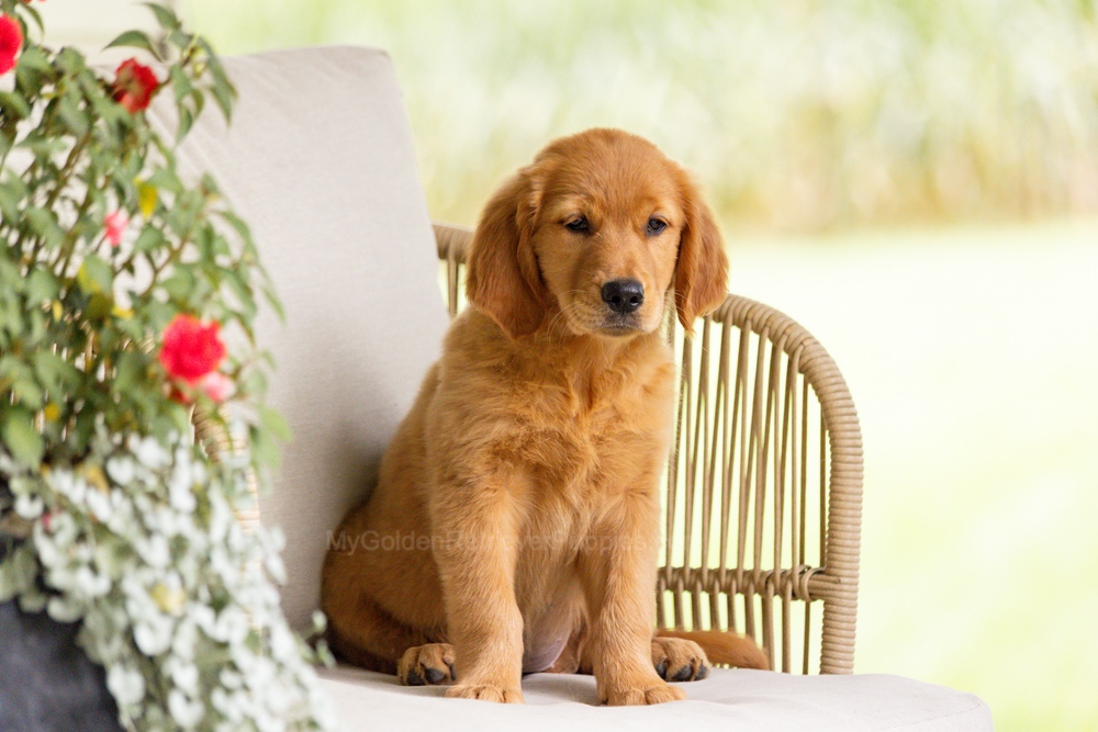 Pippi Image of Pippi, a Golden Retriever puppy