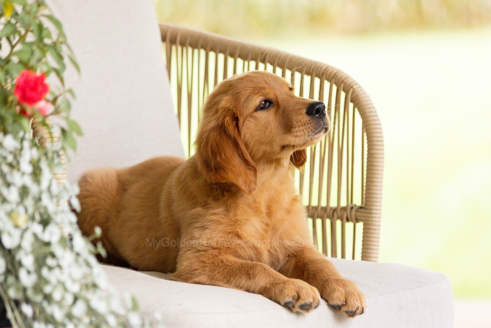 Pippi Image of Pippi, a Golden Retriever puppy