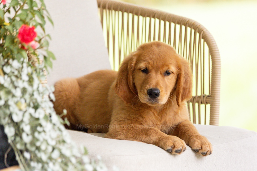 Pippi Image of Pippi, a Golden Retriever puppy