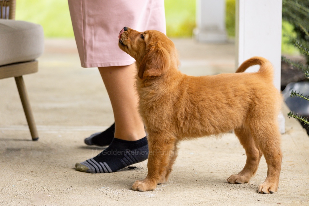 Pippi Image of Pippi, a Golden Retriever puppy