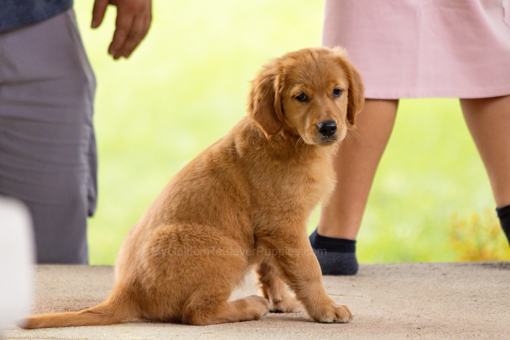 Pippi Image of Pippi, a Golden Retriever puppy
