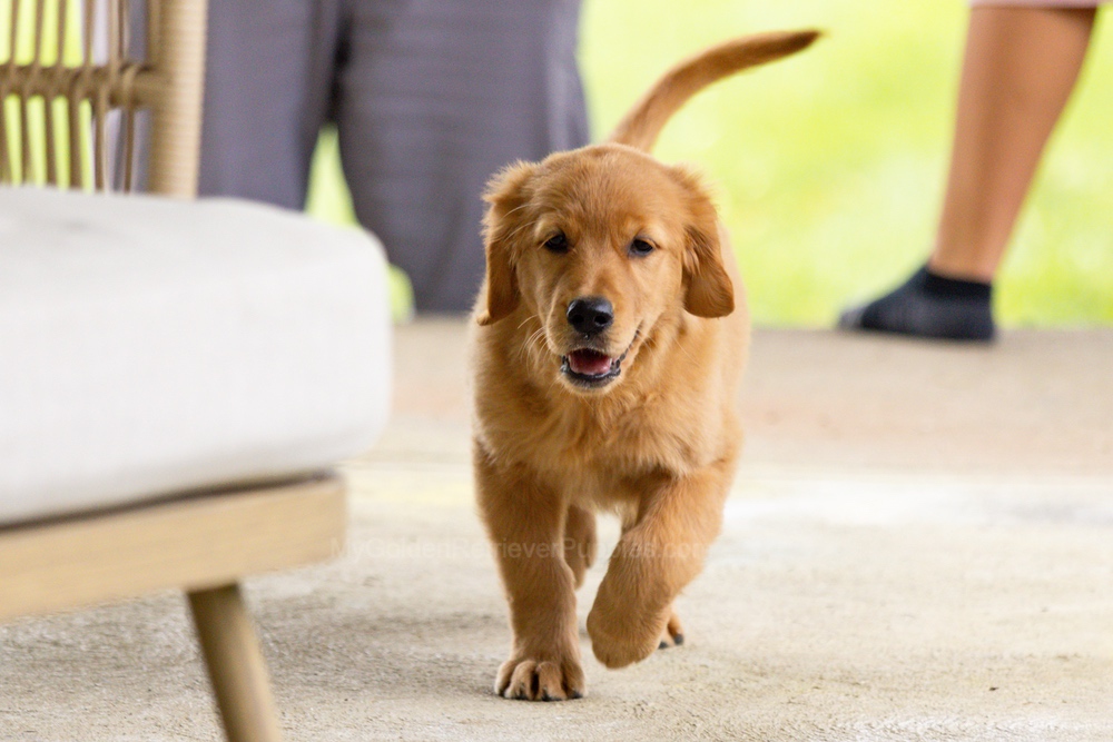 Pippi Image of Pippi, a Golden Retriever puppy