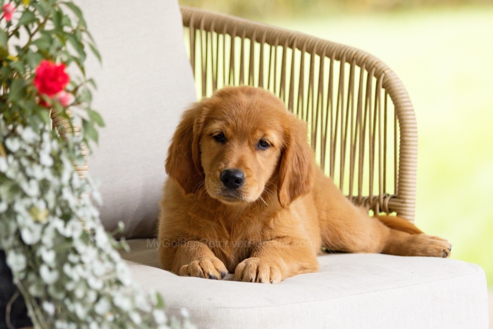 Pippi Image of Pippi, a Golden Retriever puppy