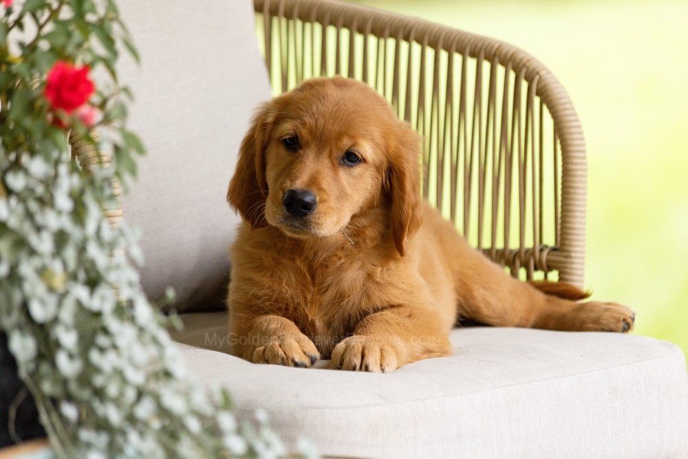 Pippi Image of Pippi, a Golden Retriever puppy