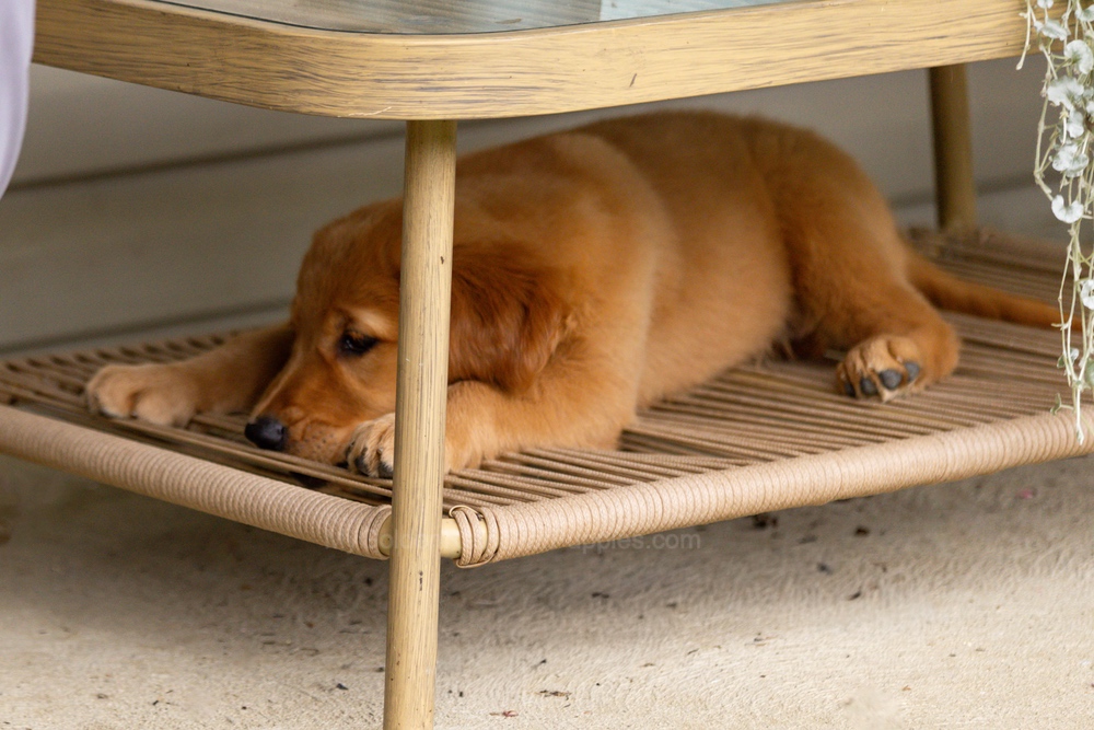 Pippi Image of Pippi, a Golden Retriever puppy