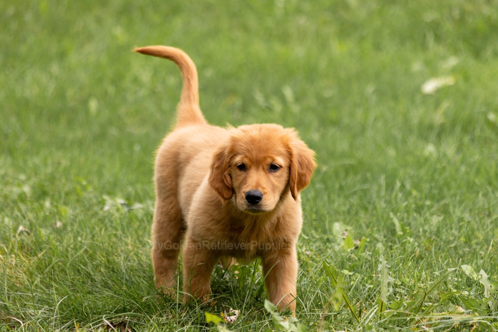 Pippi Image of Pippi, a Golden Retriever puppy