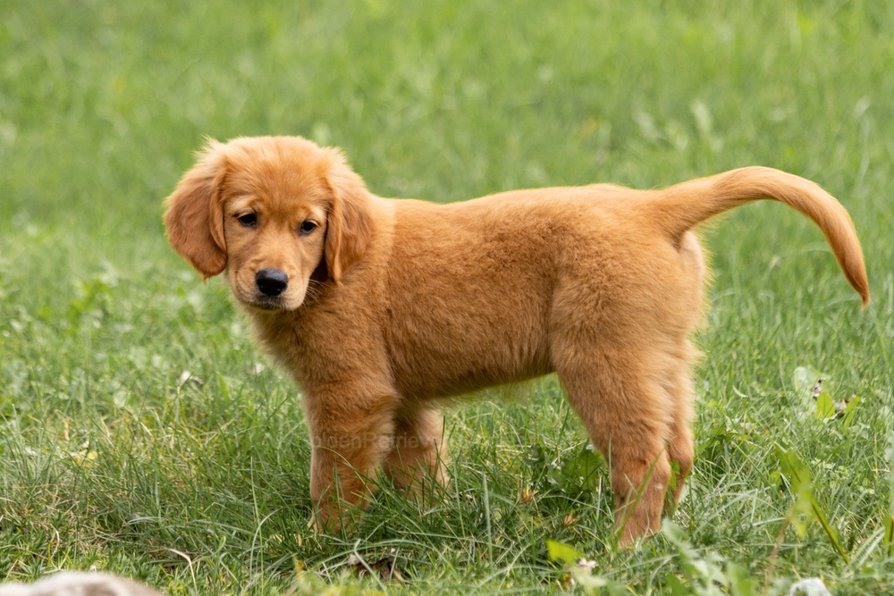Pippi Image of Pippi, a Golden Retriever puppy
