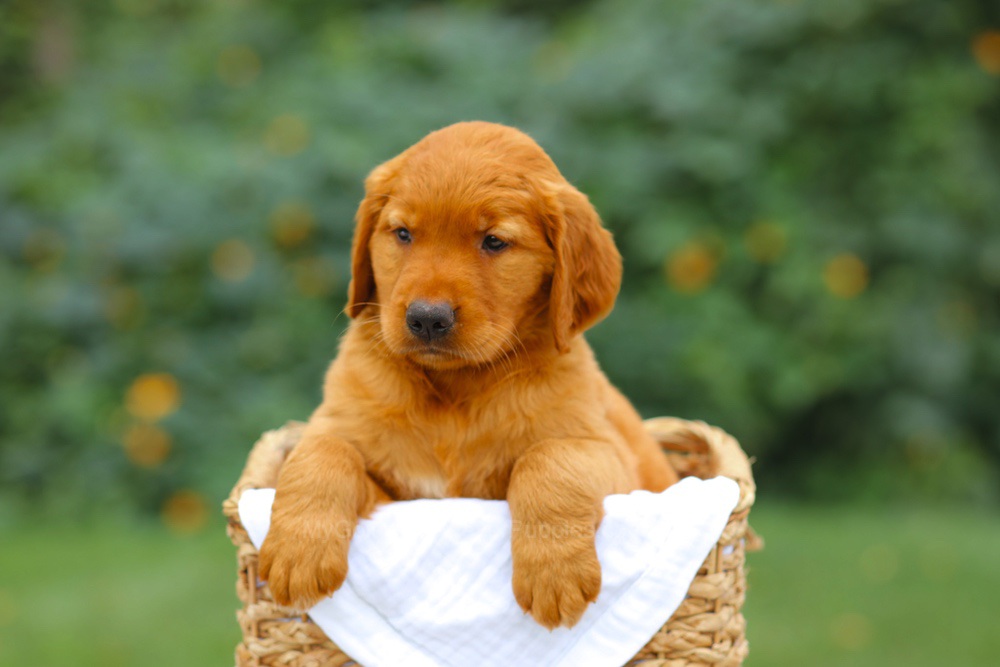 Sara Image of Sara, a Golden Retriever puppy