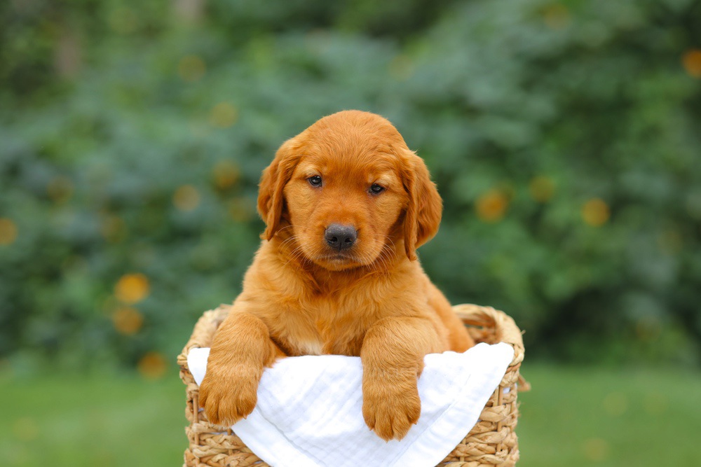 Sara Image of Sara, a Golden Retriever puppy