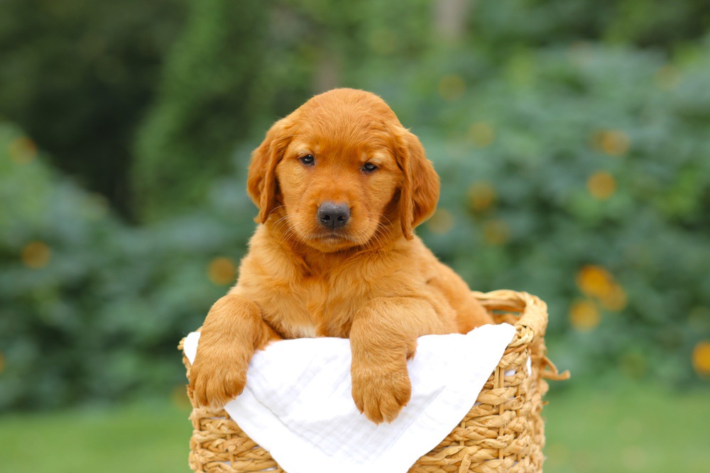 Sara Image of Sara, a Golden Retriever puppy