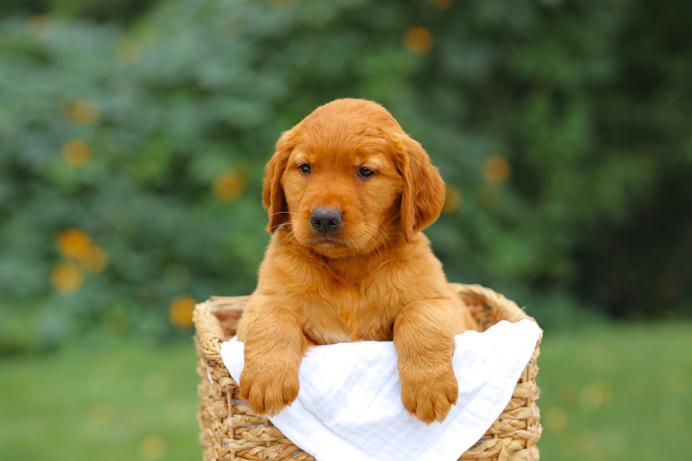 Sara Image of Sara, a Golden Retriever puppy