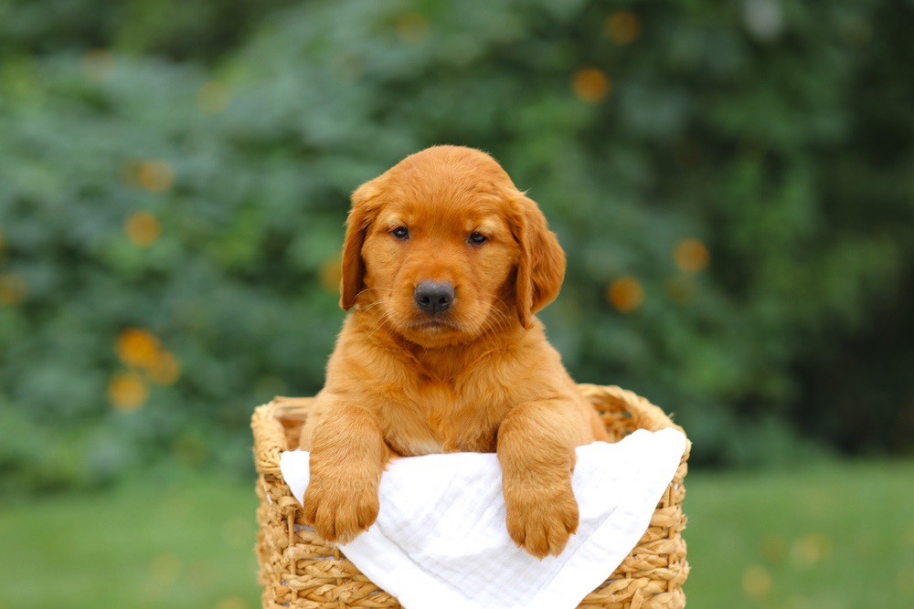 Sara Image of Sara, a Golden Retriever puppy