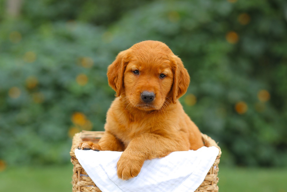 Sara Image of Sara, a Golden Retriever puppy
