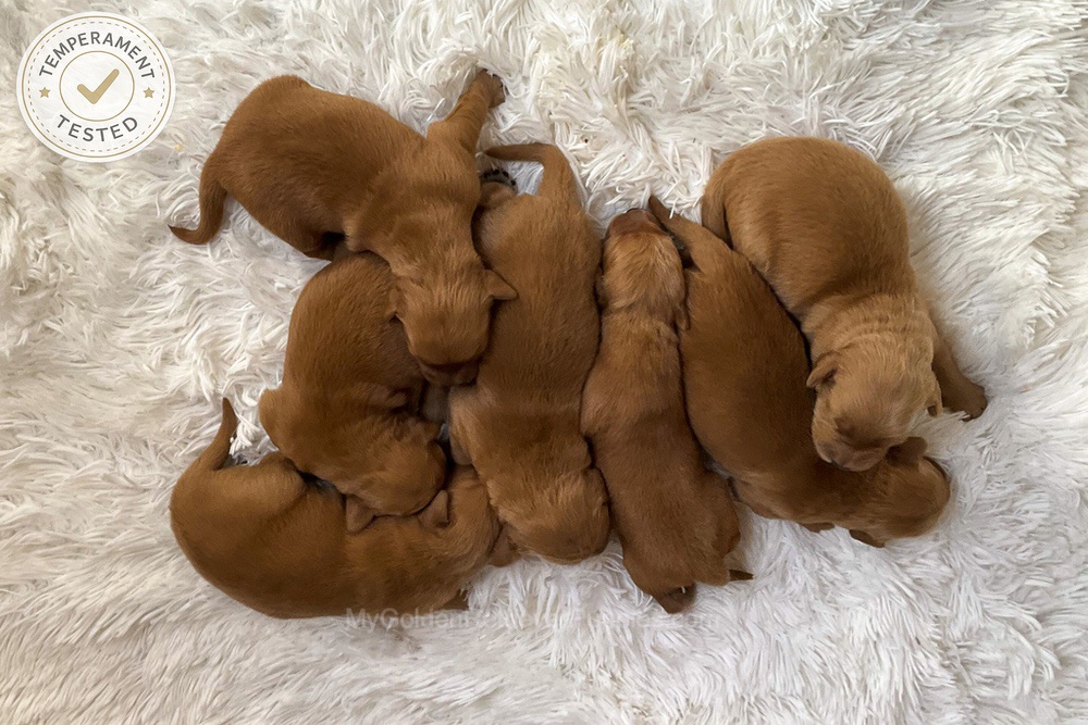 Red Golden 🎄 Dec 11th Image of Red Golden 🎄 Dec 11th, a Golden Retriever puppy