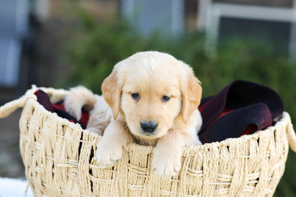 Aero Image of Aero, a Golden Retriever puppy