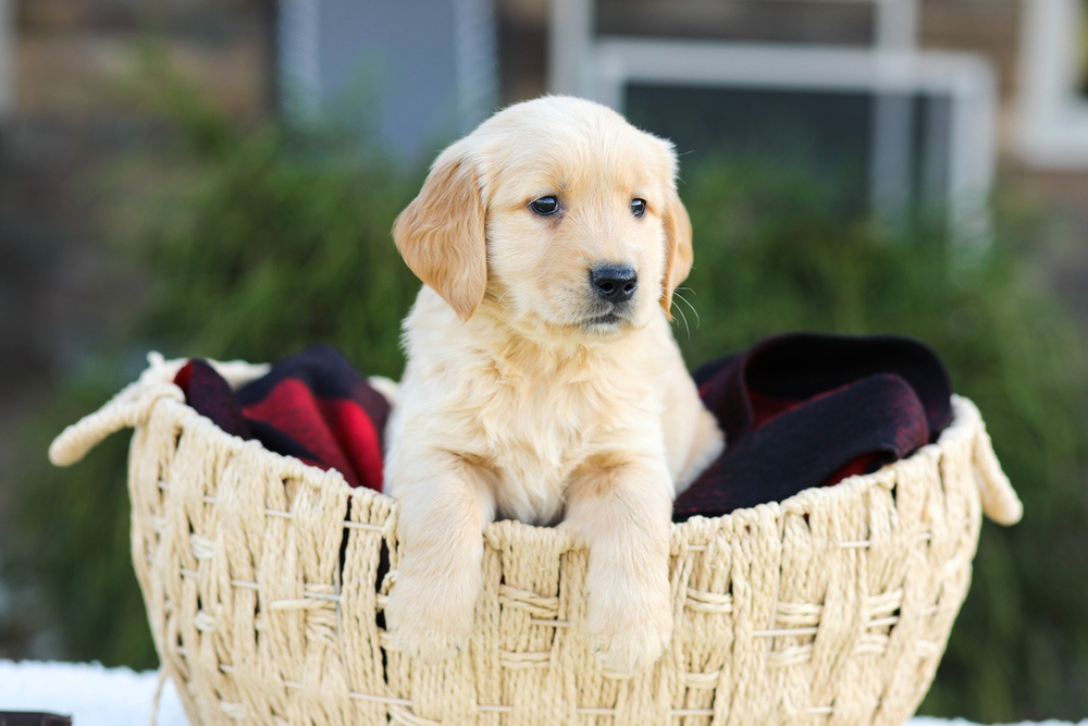 Aero Image of Aero, a Golden Retriever puppy