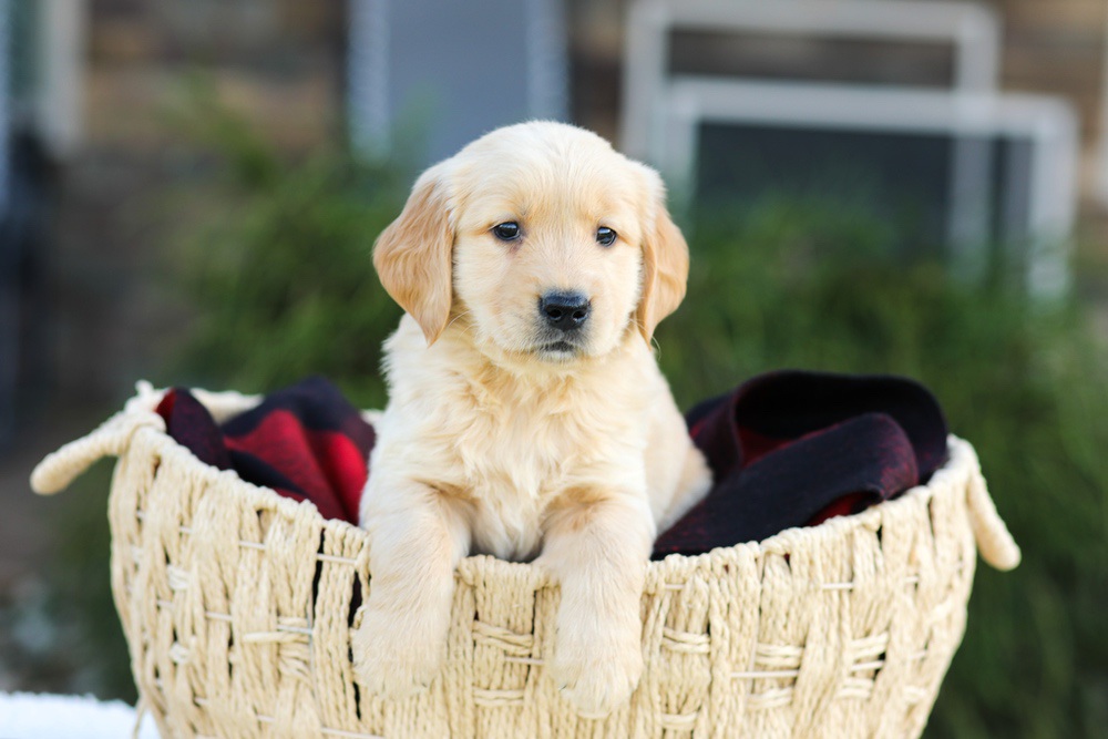 Aero Image of Aero, a Golden Retriever puppy