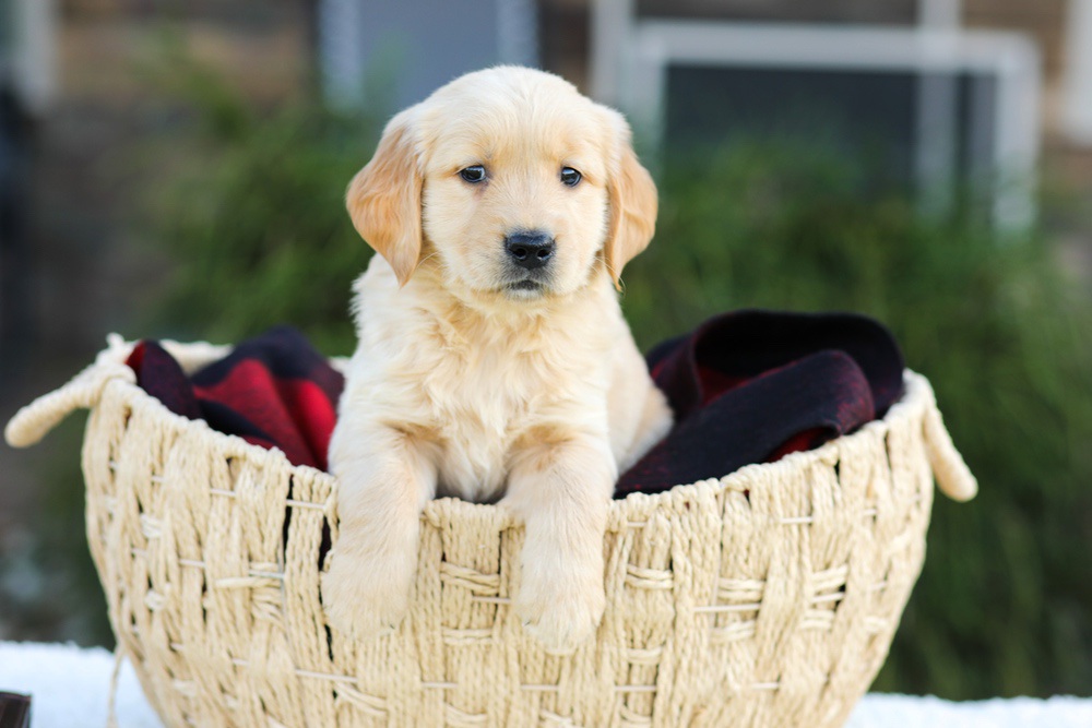 Aero Image of Aero, a Golden Retriever puppy