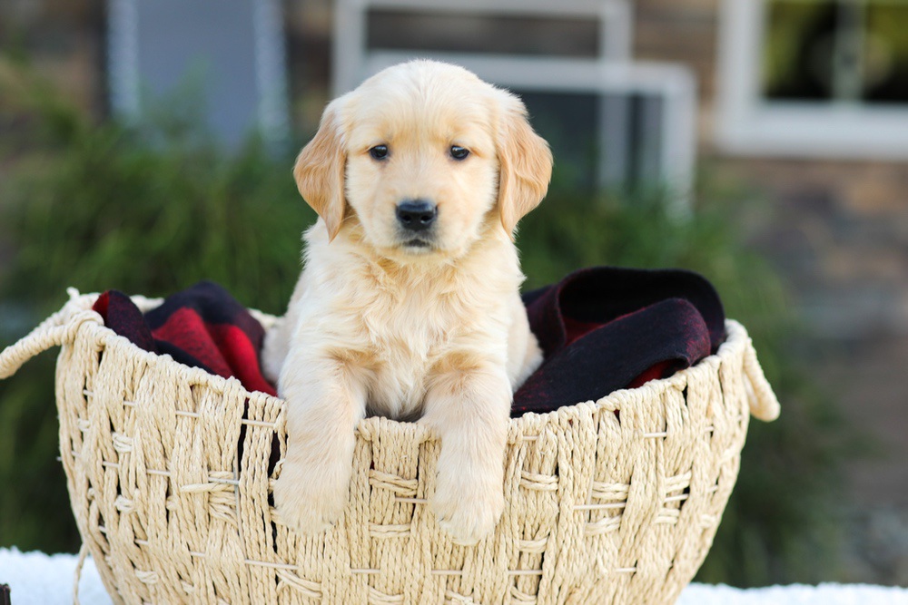 Aero Image of Aero, a Golden Retriever puppy